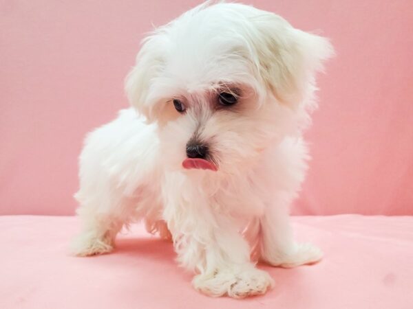 Maltese DOG Male White 22070 Petland Las Vegas, Nevada