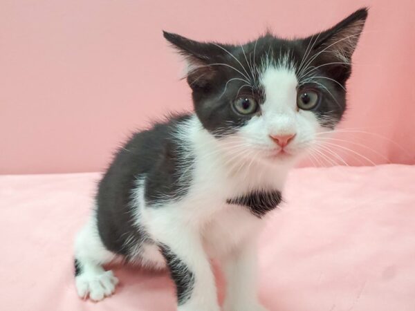 Domestic Cat CAT Male Black 22074 Petland Las Vegas, Nevada