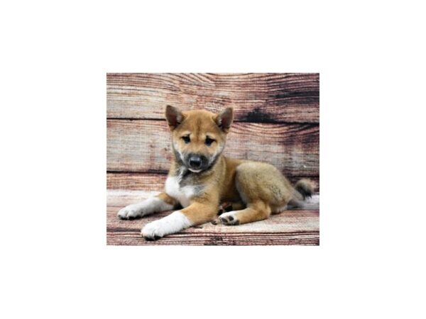 Shiba Inu DOG Female Red Sesame 22086 Petland Las Vegas, Nevada