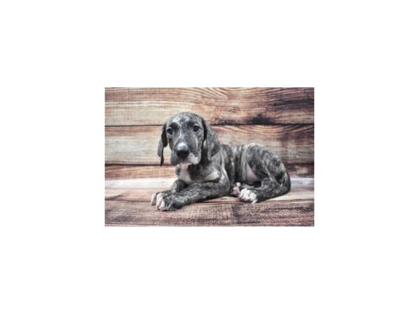 Great Dane DOG Female Brindle 22083 Petland Las Vegas, Nevada