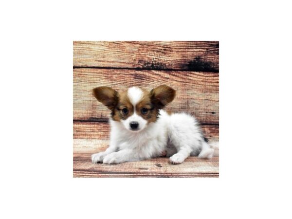 Papillon DOG Female White and Sable 22085 Petland Las Vegas, Nevada