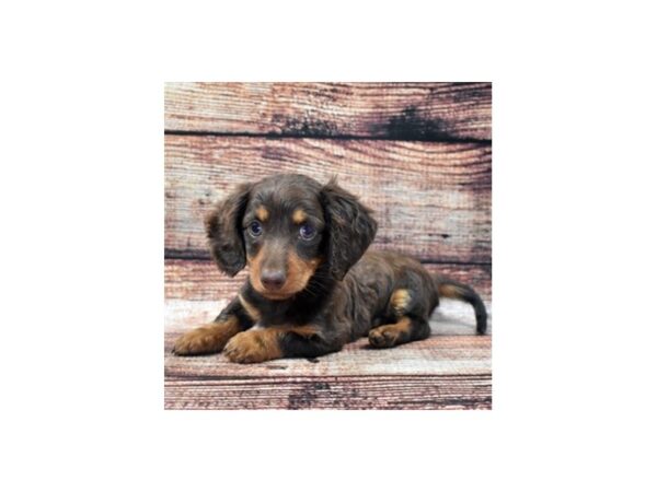 Dachshund DOG Male Chocolate and Tan 22082 Petland Las Vegas, Nevada