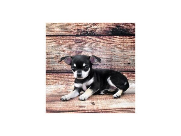 Chihuahua-DOG-Female-Black and Tan-22081-Petland Las Vegas, Nevada