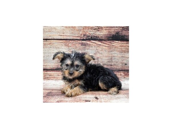 Silky Terrier DOG Female Black and Tan 22088 Petland Las Vegas, Nevada