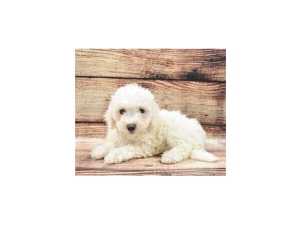 Bichon Frise DOG Male White 22077 Petland Las Vegas, Nevada