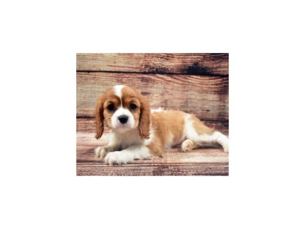 Cavalier King Charles Spaniel DOG Female Blenheim 22079 Petland Las Vegas, Nevada