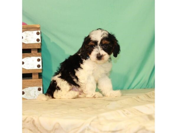 Cavalier King Charles Spaniel/Poodle DOG Male Black White / Tan 22098 Petland Las Vegas, Nevada