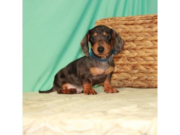 Dachshund DOG Male Black / Tan 22089 Petland Las Vegas, Nevada