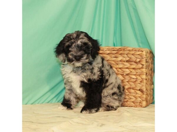 Cocker Spaniel/Poodle DOG Male Blue Merle 22099 Petland Las Vegas, Nevada