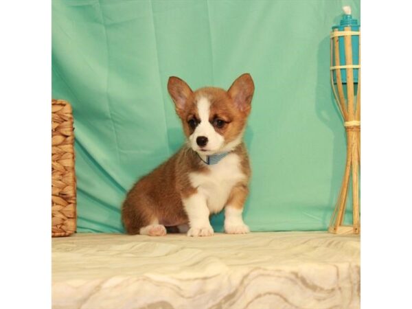 Pembroke Welsh Corgi DOG Female Red / White 22091 Petland Las Vegas, Nevada