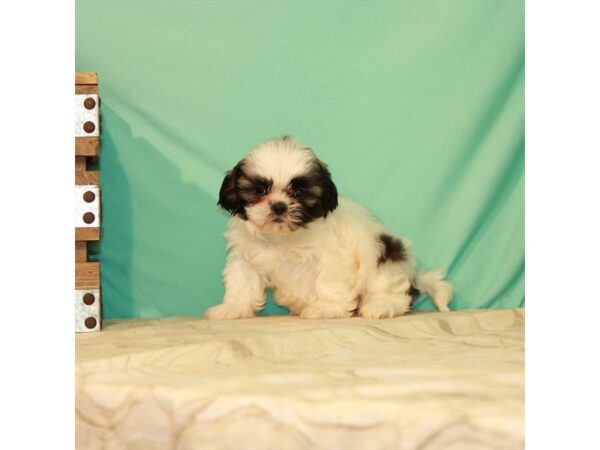 Shih Tzu DOG Female White / Gold 22092 Petland Las Vegas, Nevada