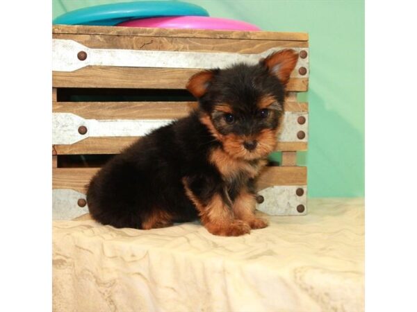 Yorkshire Terrier DOG Male Black / Tan 22093 Petland Las Vegas, Nevada