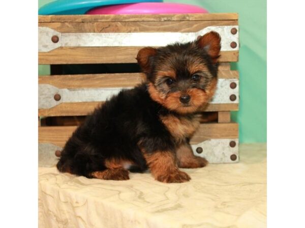 Yorkshire Terrier DOG Male Black / Tan 22094 Petland Las Vegas, Nevada