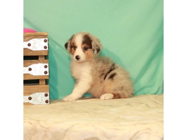 Miniature Australian Shepherd DOG Female Blue Merle 22097 Petland Las Vegas, Nevada