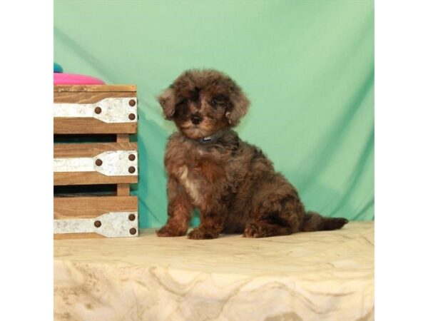 Bichon Frise/Poodle DOG Female Blue Merle / Tan 22100 Petland Las Vegas, Nevada