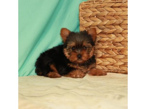 Yorkshire Terrier DOG Male Black / Tan 22095 Petland Las Vegas, Nevada