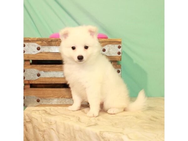 American Eskimo Dog DOG Female White 22096 Petland Las Vegas, Nevada