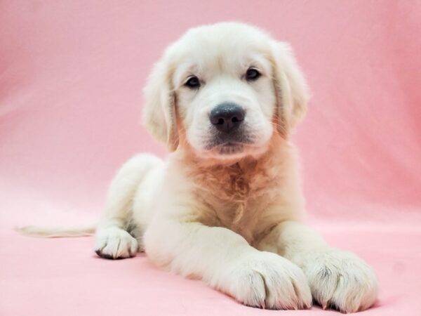 English Cream Golden Retriever DOG Male Cream 22101 Petland Las Vegas, Nevada