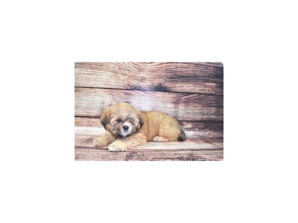 Lhasa Apso DOG Female Red Gold 22107 Petland Las Vegas, Nevada