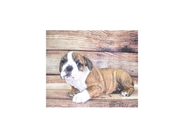 English Bulldog DOG Female Red Brindle and White 22111 Petland Las Vegas, Nevada