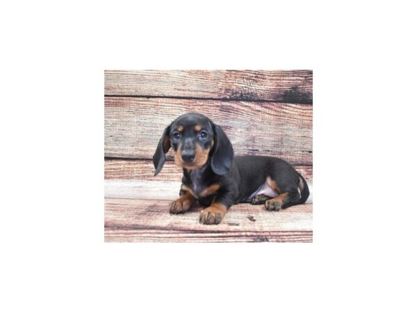 Dachshund DOG Female Black and Tan 22109 Petland Las Vegas, Nevada