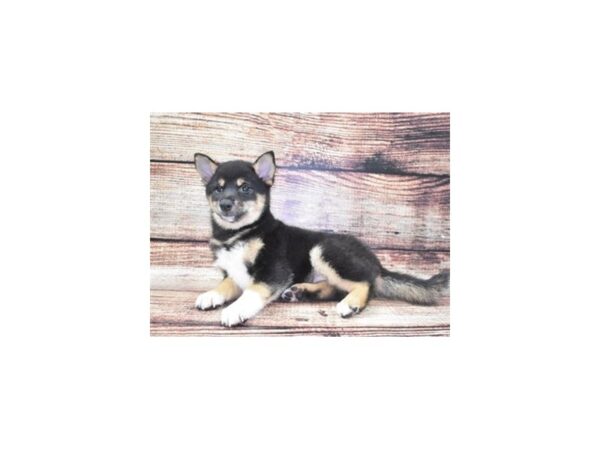 Shiba Inu DOG Female Black and Tan 22105 Petland Las Vegas, Nevada