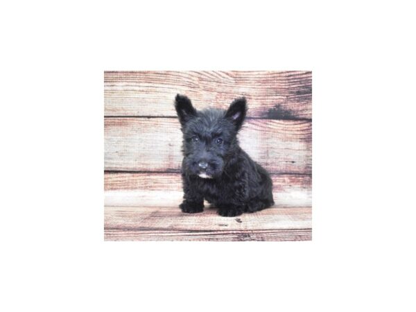 Scottish Terrier DOG Female Black 22103 Petland Las Vegas, Nevada