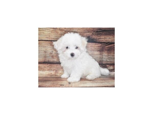 Maltese DOG Male White 22108 Petland Las Vegas, Nevada