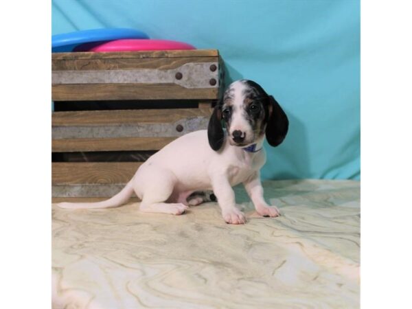 Dachshund DOG Male Black / Tan 22117 Petland Las Vegas, Nevada