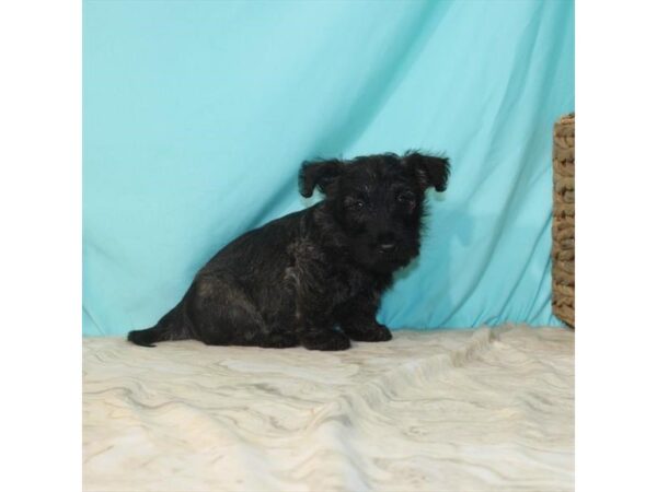 Scottish Terrier DOG Male Brindle 22122 Petland Las Vegas, Nevada