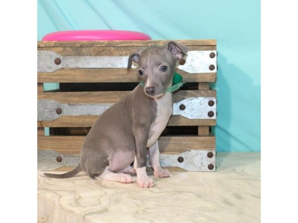 Italian Greyhound DOG Male Blue 22118 Petland Las Vegas, Nevada