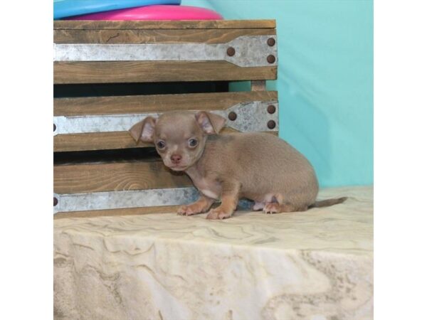 Chihuahua DOG Male Blue / Tan 22114 Petland Las Vegas, Nevada