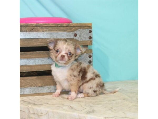 Chihuahua DOG Female Red Merle 22115 Petland Las Vegas, Nevada