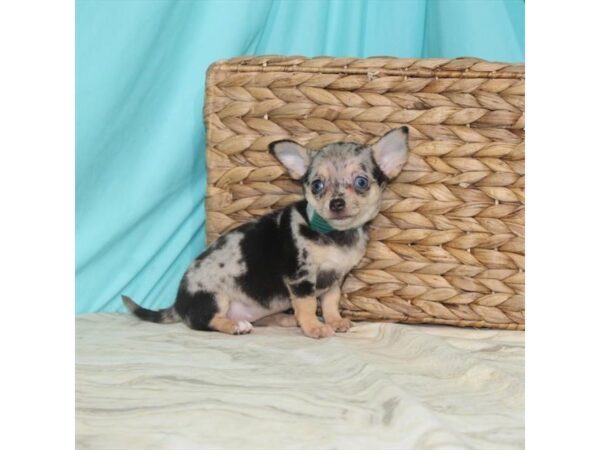 Chihuahua-DOG-Female-Blue Merle / Tan-22116-Petland Las Vegas, Nevada