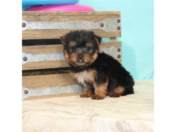 Yorkshire Terrier DOG Male Black / Tan 22123 Petland Las Vegas, Nevada