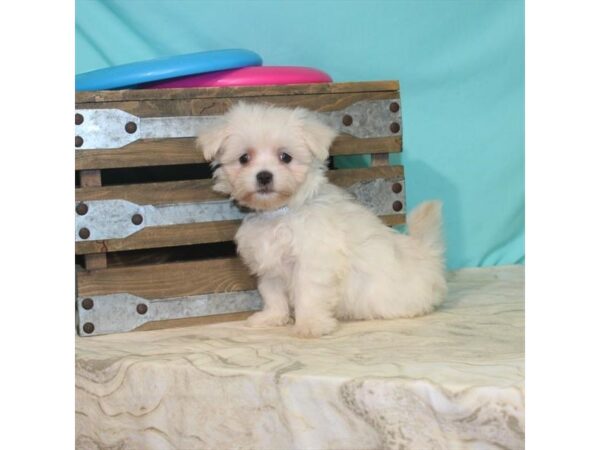 Maltese DOG Female White 22121 Petland Las Vegas, Nevada