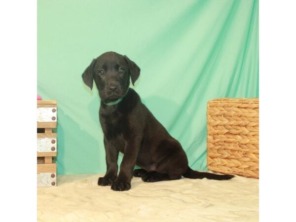 Labrador Retriever DOG Female Black 22119 Petland Las Vegas, Nevada