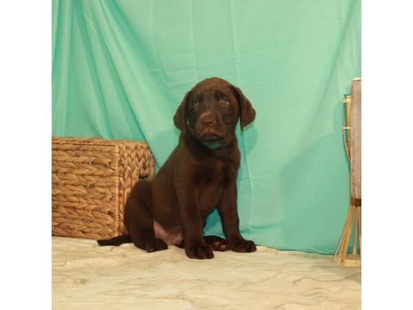 Labrador Retriever DOG Male Chocolate 22120 Petland Las Vegas, Nevada