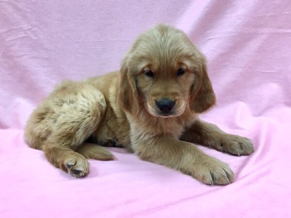 Golden Retriever DOG Male Golden 22124 Petland Las Vegas, Nevada