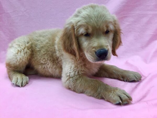 Golden Retriever DOG Male Golden 22125 Petland Las Vegas, Nevada