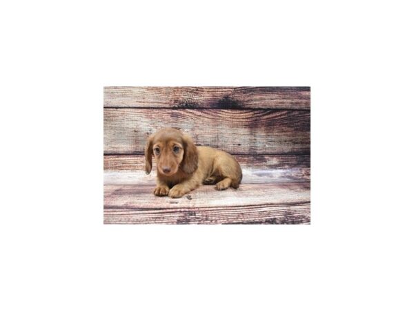 Dachshund DOG Female Red 22132 Petland Las Vegas, Nevada