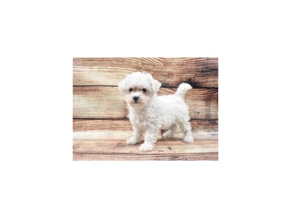 Bichon Frise DOG Female White 22127 Petland Las Vegas, Nevada