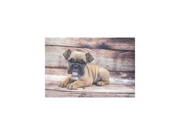 English Bulldog DOG Female Red 22129 Petland Las Vegas, Nevada