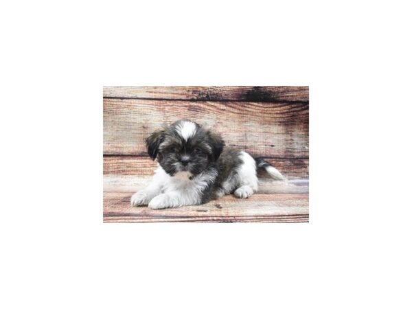 Shih Tzu DOG Female Gold and White 22139 Petland Las Vegas, Nevada