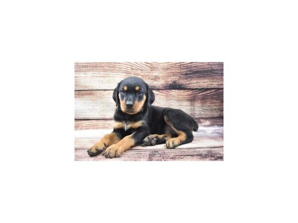 Rottweiler DOG Female Black and Rust 22135 Petland Las Vegas, Nevada