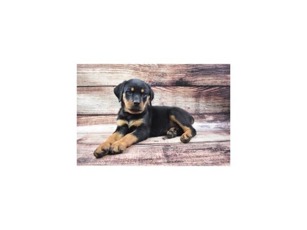 Rottweiler DOG Female Black and Rust 22136 Petland Las Vegas, Nevada