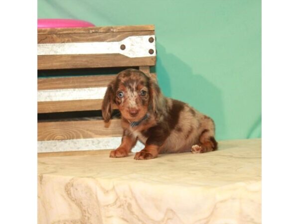 Dachshund DOG Female Chocolate / Tan 22146 Petland Las Vegas, Nevada