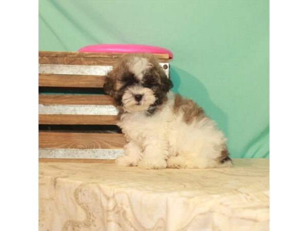 Bichon Frise/Shih Tzu DOG Male White / Gold 22154 Petland Las Vegas, Nevada