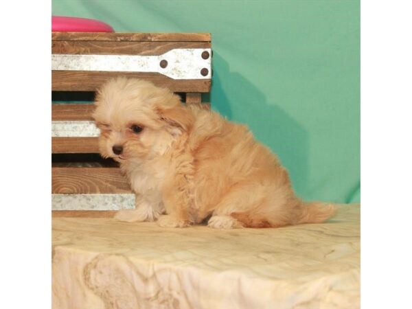 Chihuahua/Maltese-DOG-Female-Apricot-22155-Petland Las Vegas, Nevada