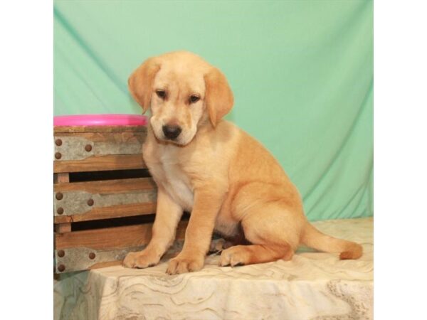 Labrador Retriever DOG Female Yellow 22149 Petland Las Vegas, Nevada